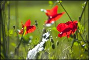 vvbvanbree bloemen en planten j  3159